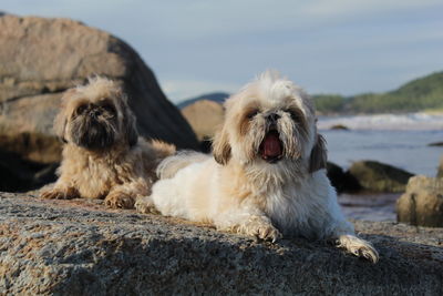 Dog relaxing on rock