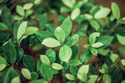 High angle view of raindrops on leaves