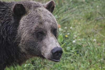 Close-up of grizzly bear on field