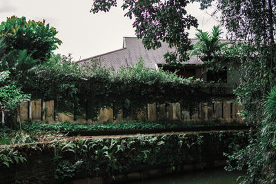 Plants and trees by building against clear sky