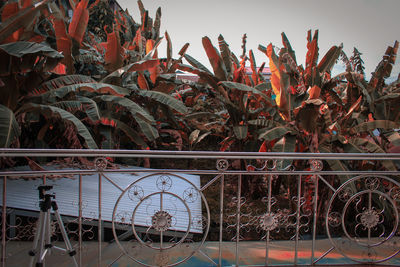 Close-up of potted plants by railing against sky