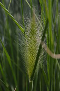 Close-up of green leaf on land