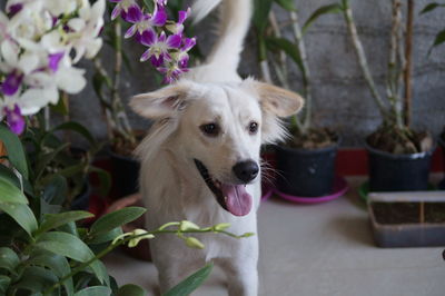 Portrait of dog looking away