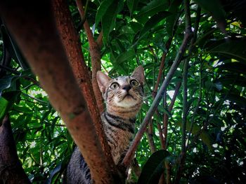 Portrait of cat on tree