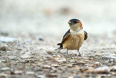 Close-up of bird perching on a land