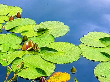 Close-up of green leaves on plant