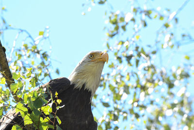 Low angle view of eagle perching on tree