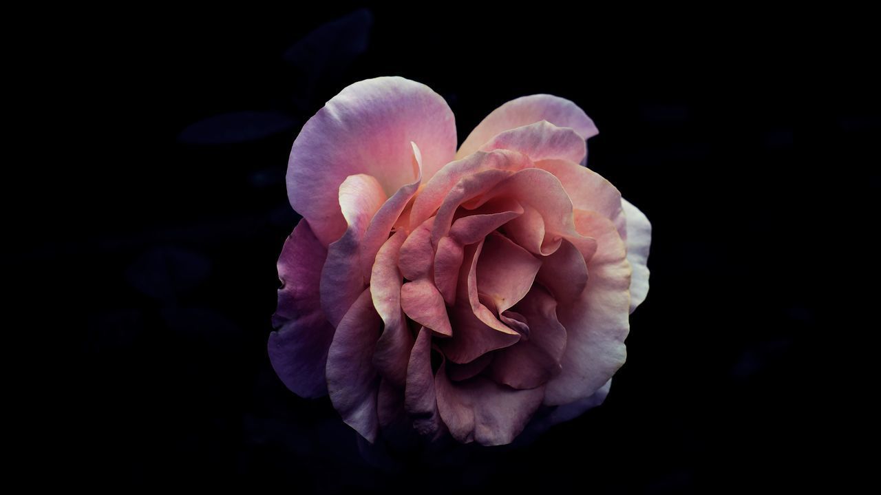 CLOSE-UP OF PINK ROSE FLOWER