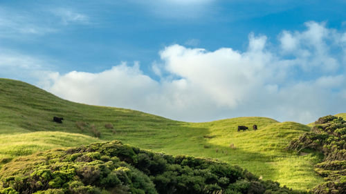 Scenic view of landscape against sky