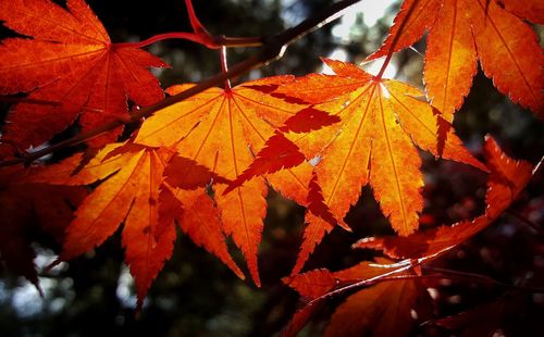 Close-up of maple leaves during autumn
