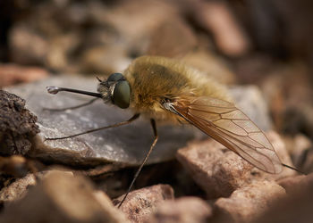 Close-up of insect