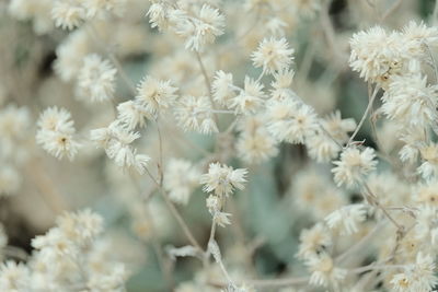 Close-up of white flowering plant