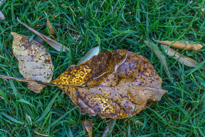 Close-up of mushroom on field