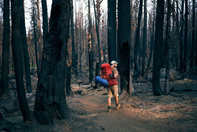 Man backpacking through burnt forest with light beam