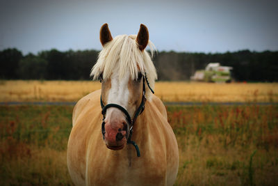 Horse on a field