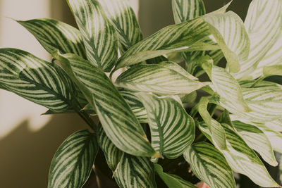 Close-up of fresh green leaves