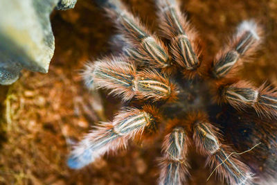 Close-up of spider on plant