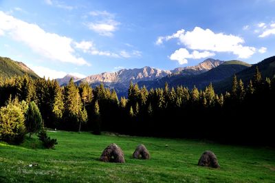 Scenic view of field against sky