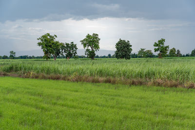 Scenic view of field against sky