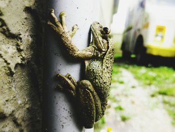 Close-up of lizard