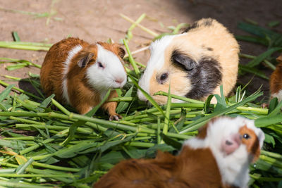 High angle view of rabbits eating grass