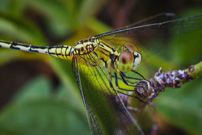 Close-up of dragonfly on plant
