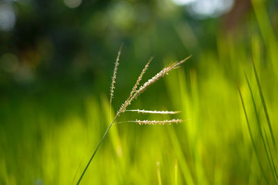 Close-up of reed grass growing on field