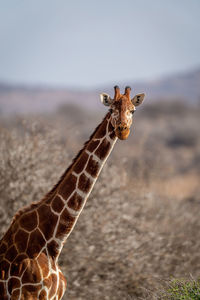 Close-up of reticulated giraffe head and shoulders