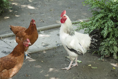 A rooster with his chickens on a farm surrounded by greenery.