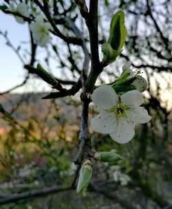 Close-up of flower tree