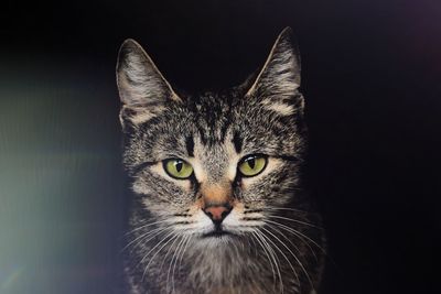 Close-up portrait of a cat over black background