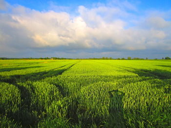 Scenic view of agricultural field against sky