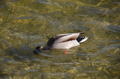 Duck swimming in lake