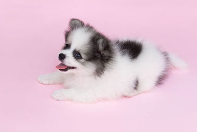 Close-up of a dog over pink background