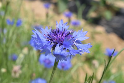 Close-up of purple flower blooming outdoors