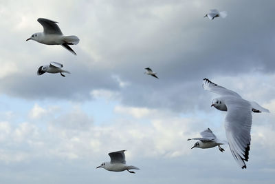 Low angle view of seagulls flying