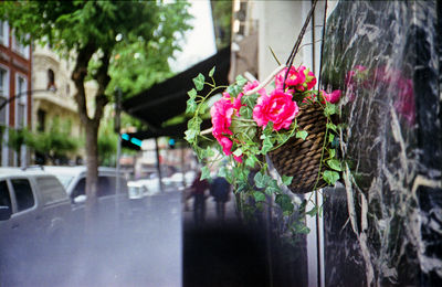 Close-up of pink flowering plants