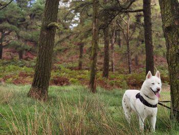 View of a dog on grassland