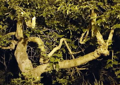 High angle view of lichen growing on tree