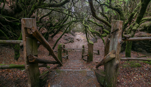 Old wooden gate on field in forest