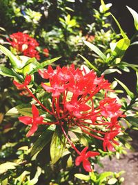 Close-up of red flowers