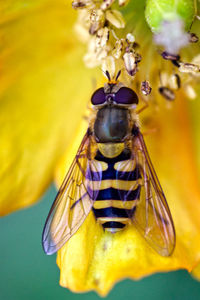 Close-up of bee pollinating on yellow flower