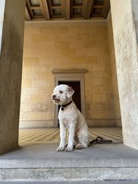 Portrait of lagotto romagnolo standing against wall