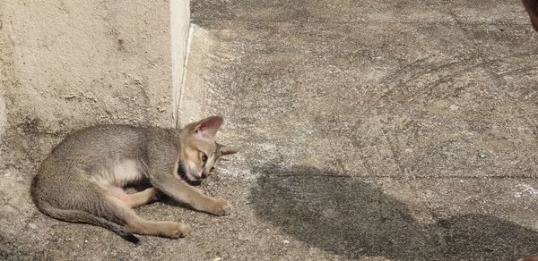 High angle view of cat sitting on wall