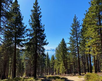 Trees in forest against sky