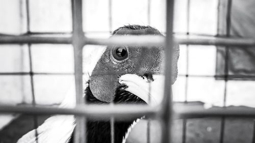 Close-up of bird in cage