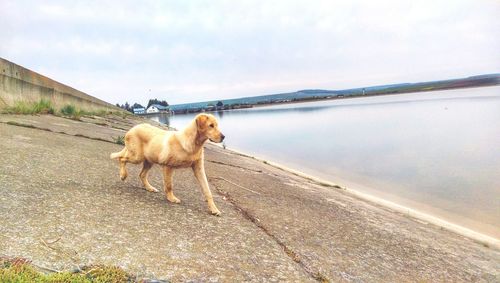 Dog walking on road against sky