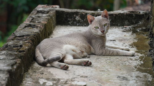 Close-up of cat