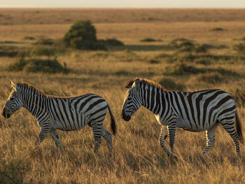 Zebra and her foal