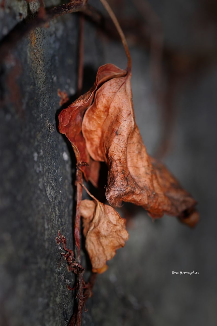 leaf, plant part, dry, close-up, tree, plant, autumn, macro photography, branch, nature, no people, brown, soil, outdoors, focus on foreground, wood, day, plant stem, fragility, selective focus, leaf vein, beauty in nature